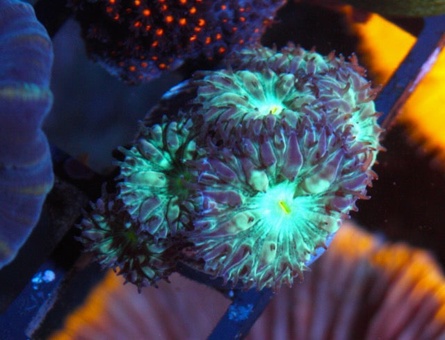 Emerald Rose Blastomussa merletti LPS Coral Reef