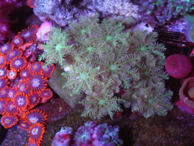 Forest Green Clove Polyps Large