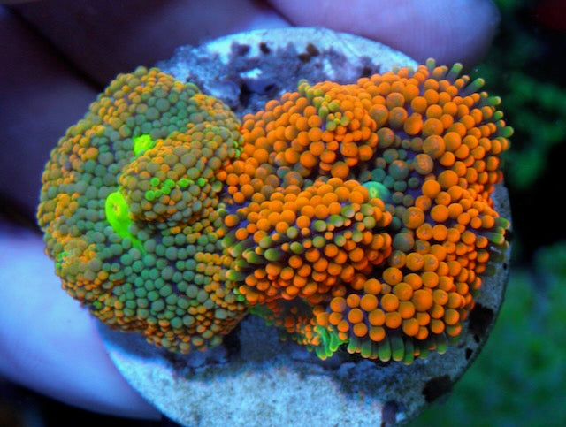 Marigold and Tangerine Dream Ricordea coral