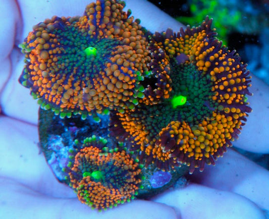 Tangerine Dream Rainbow ricordea Trio