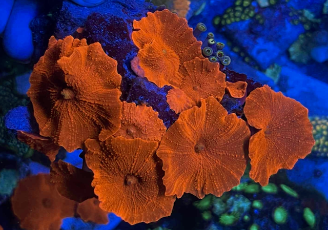 Nuclear Red Discosoma Mushrooms Coral Reef Aquarium 2
