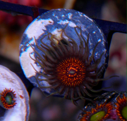 God of War Zoanthids Saltwater Reef Tank Aquarium