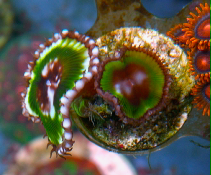 Huge Green Palythoa Grandis Cinnamon Polyps