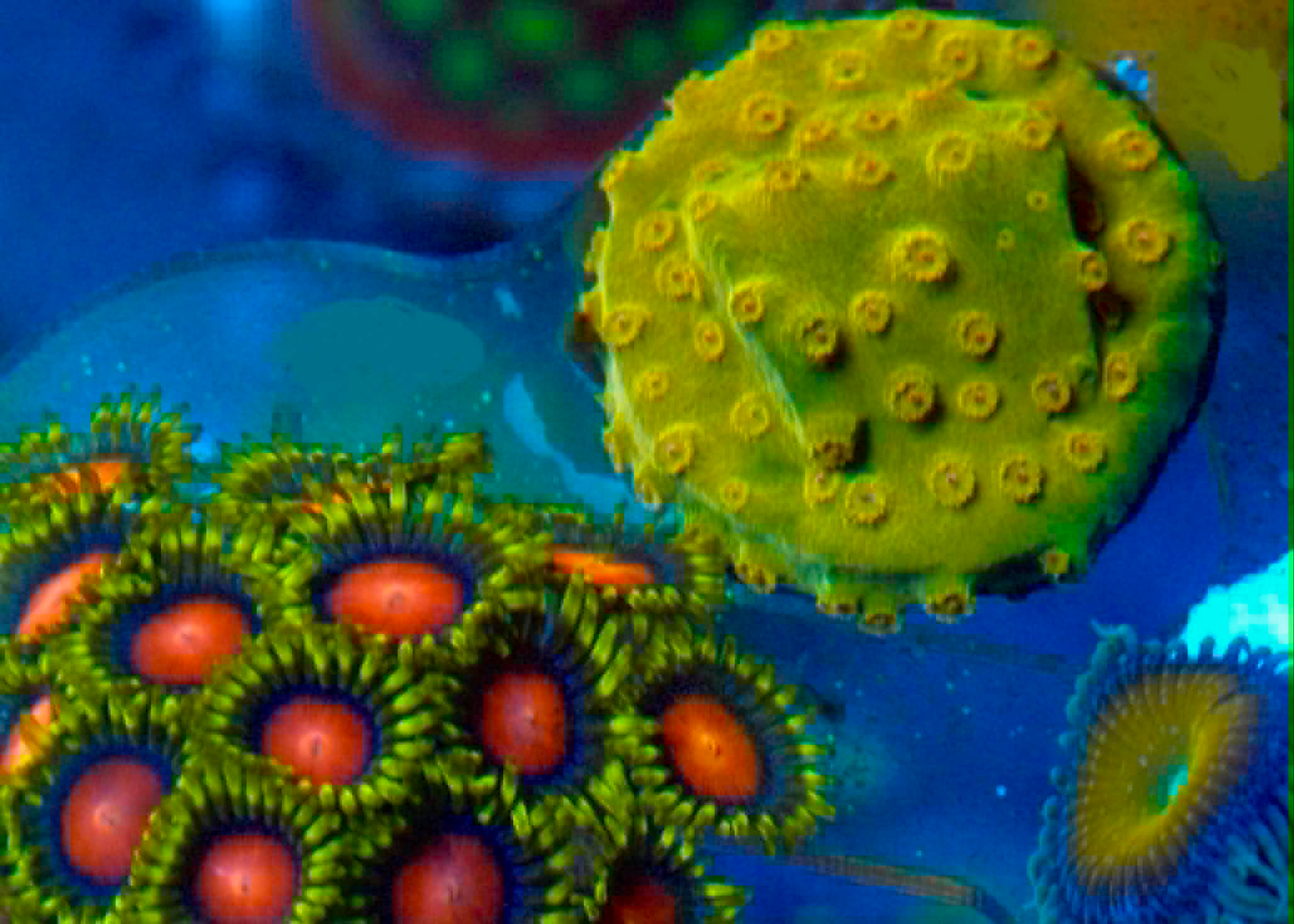 Banana Yellow Cyphastrea LPS Encrusting Coral