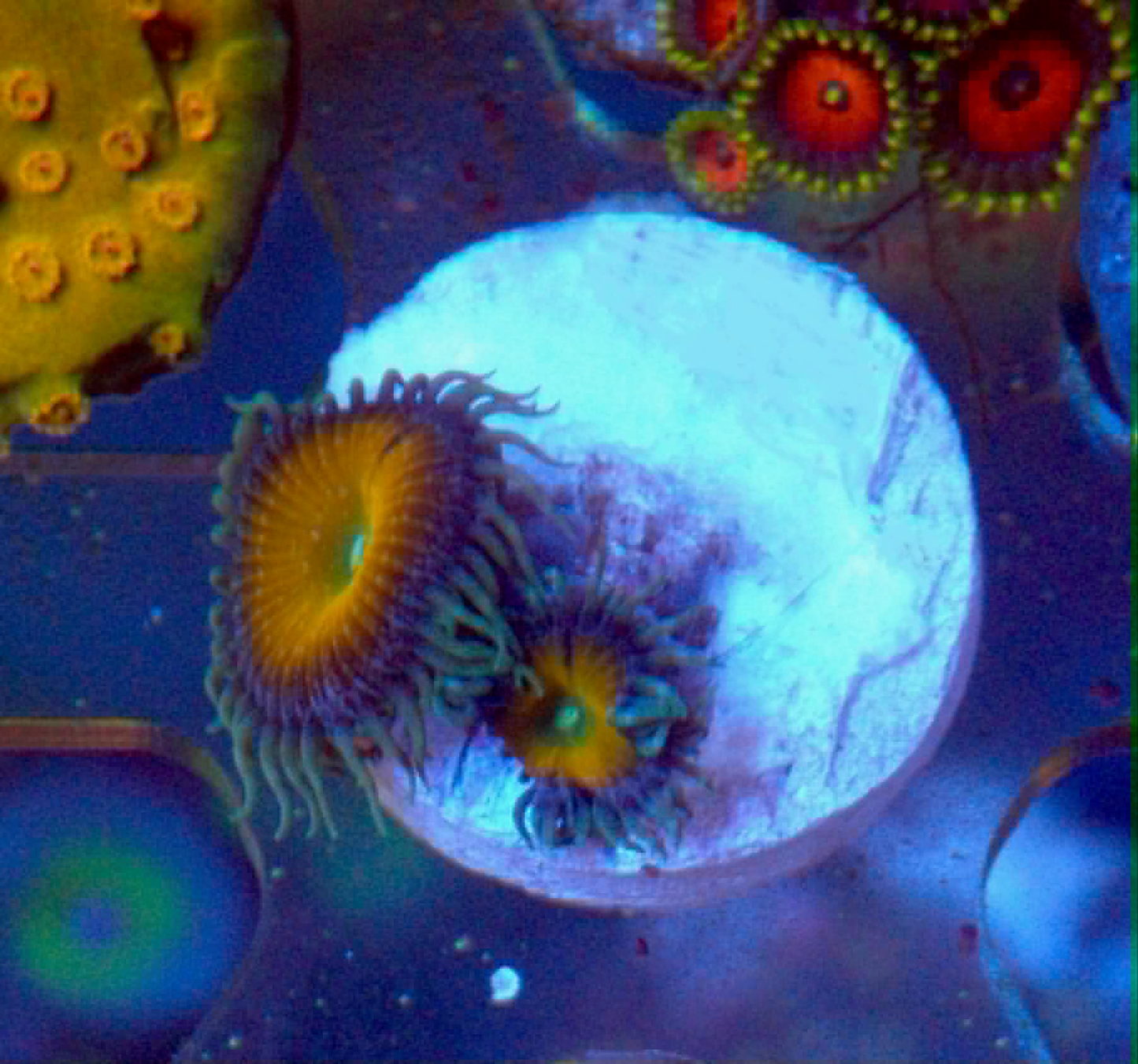 Sunshine Death Palythoa Zoas Zoanthid Coral Reef Aquarium