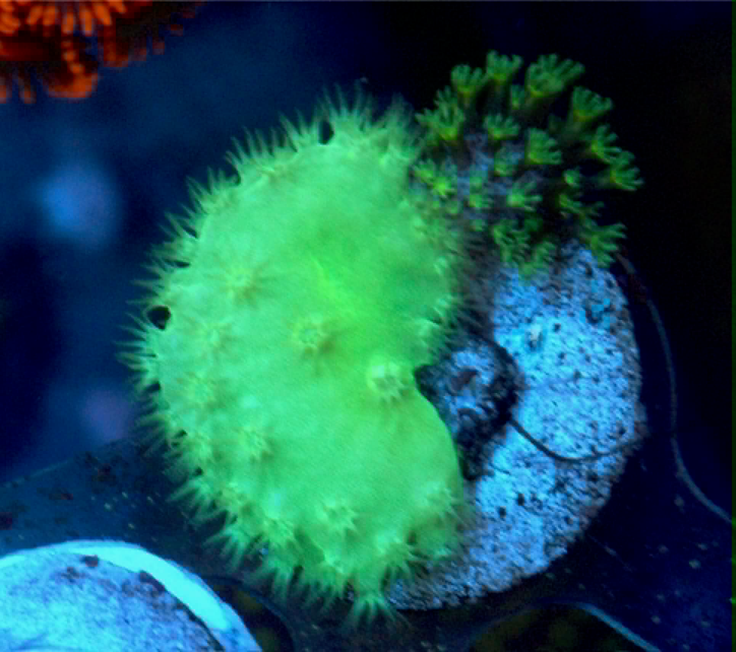 Radioactive Green Cabbage Leather Coral Reef Aquarium