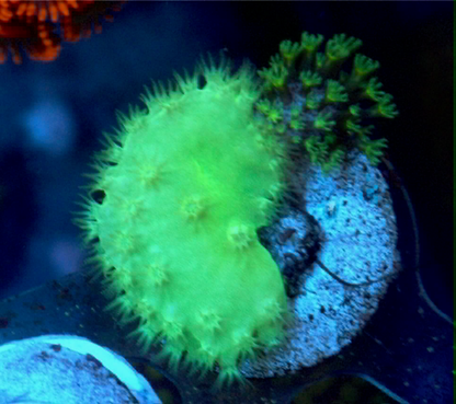Radioactive Green Cabbage Leather Coral Reef Aquarium