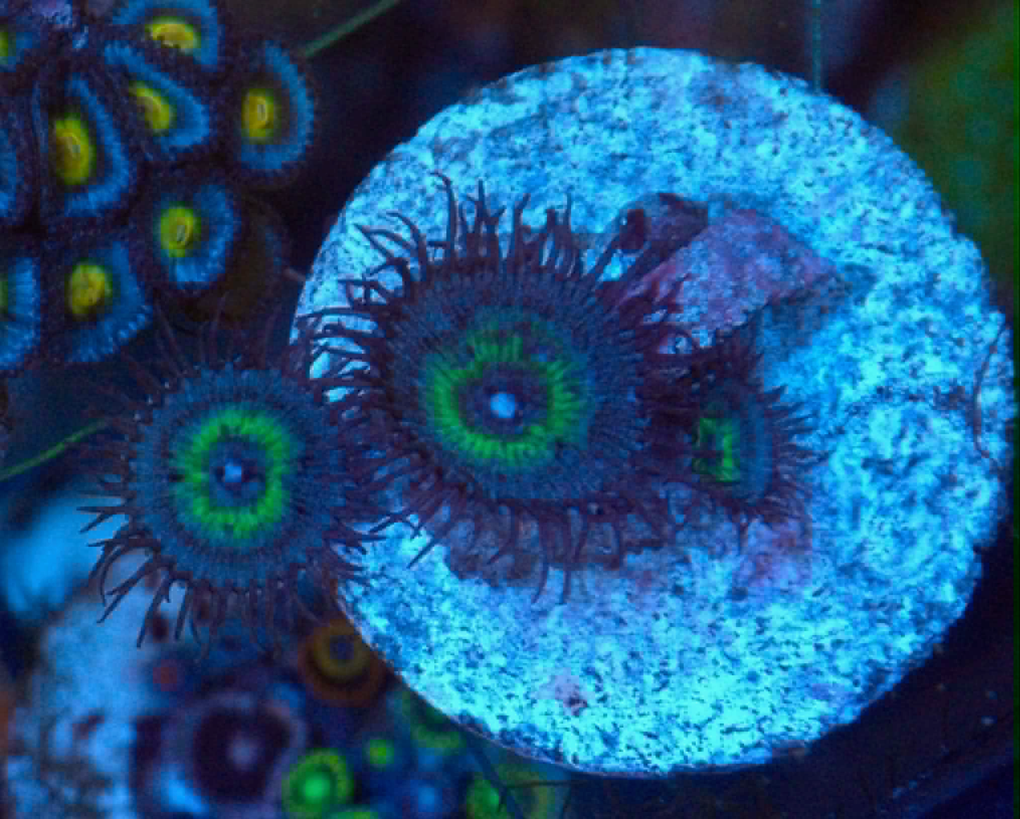 Mindblowing Palythoa Zoanthids Coral Reef