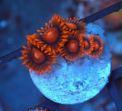 Bambam Orange Zoanthids Coral Reef Aquarium