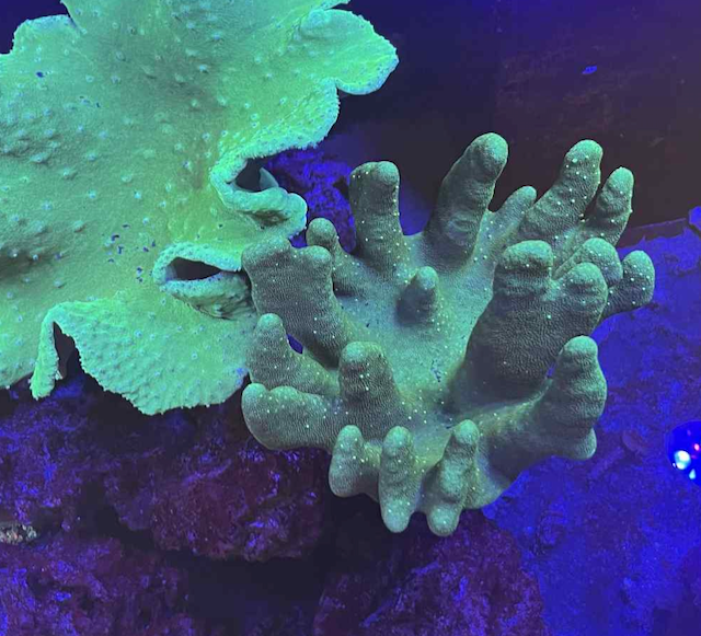 Emerald Green Devil's Hand Leather Lobophyton Colony