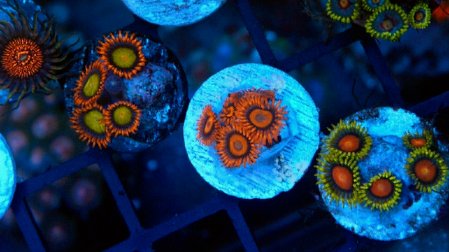 Orange Oxide Zoanthids Zoas Coral Reef Saltwater Aquarium