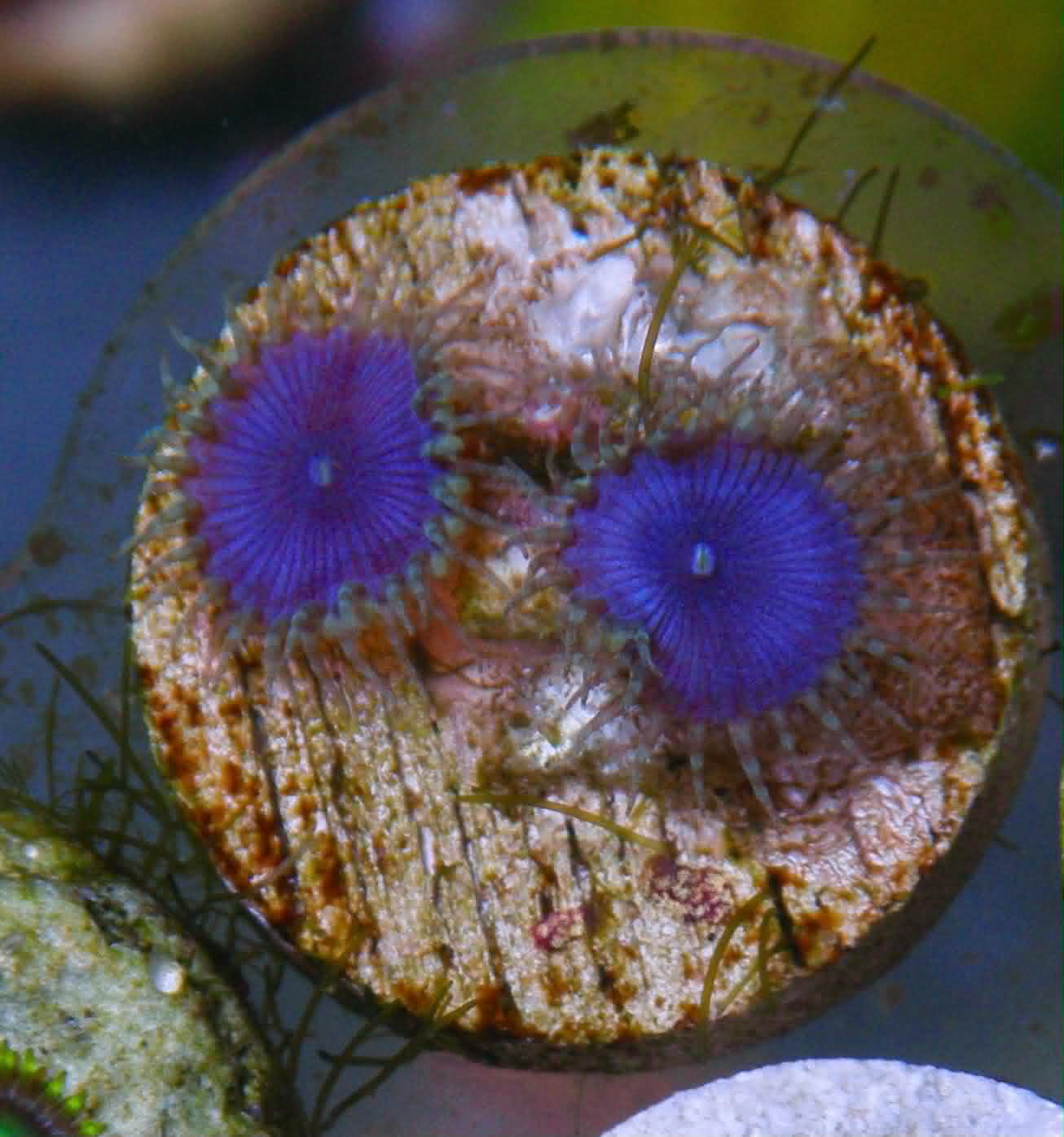 Blue Death Palythoa Zoas Zoanthid Coral Reef Aquarium 3