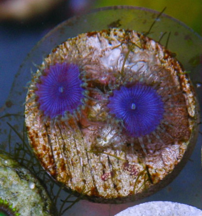 Blue Death Palythoa Zoas Zoanthid Coral Reef Aquarium 3