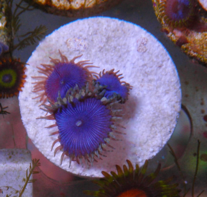 Blue Death Palythoa Zoas Zoanthid Coral Reef Aquarium 2