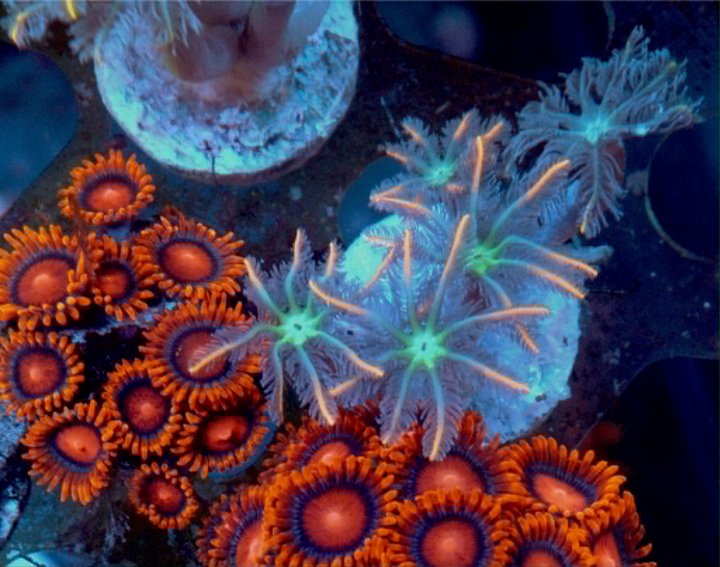 Big Orange Firework Clove Polyps Zoanthids