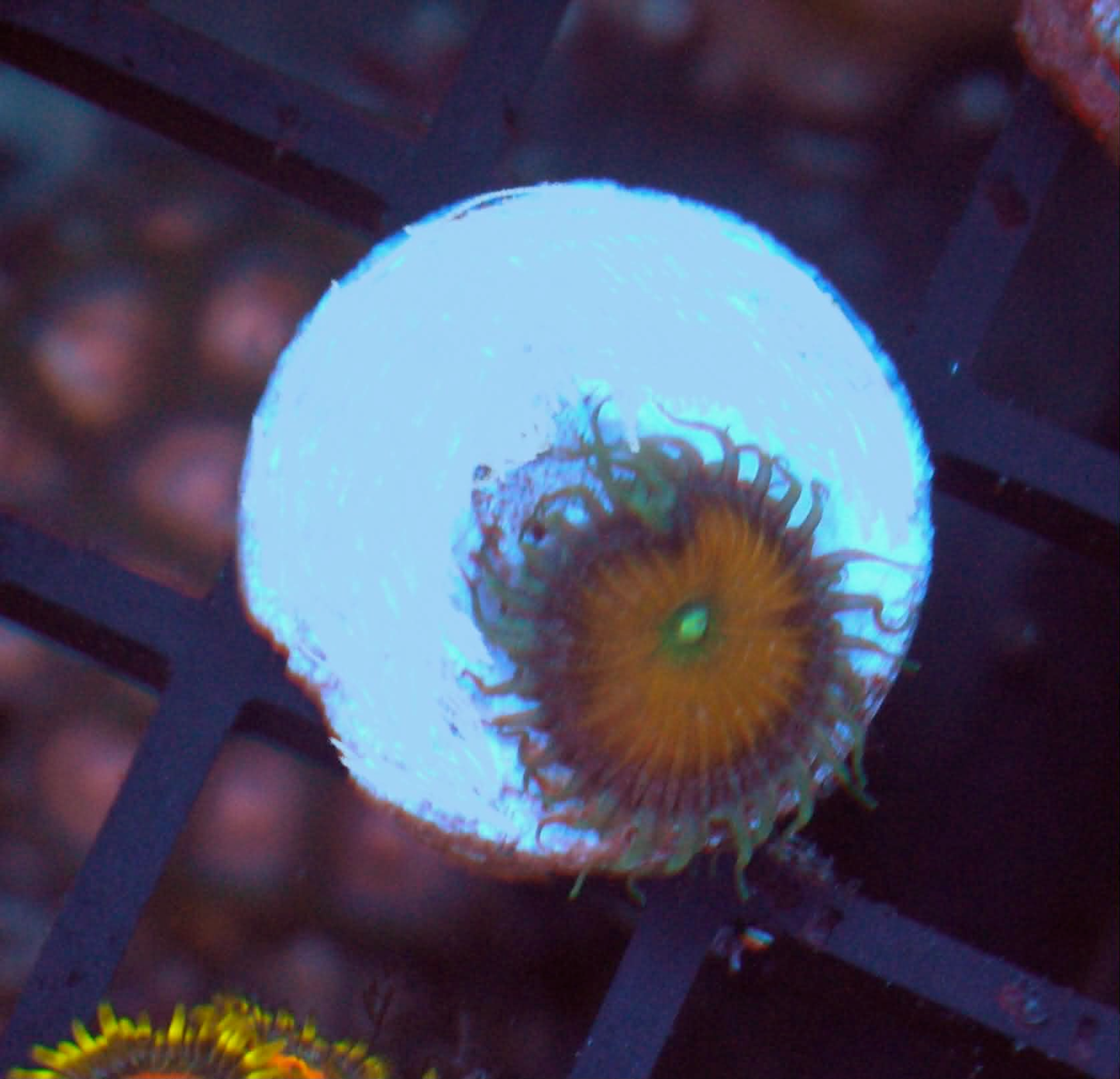 Sunshine Death Palythoa Zoas Zoanthid Coral Reef Aquarium 2