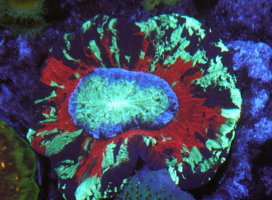 Apple Red Open Brain Coral Wellsophyllia LPS - Reef Gardener