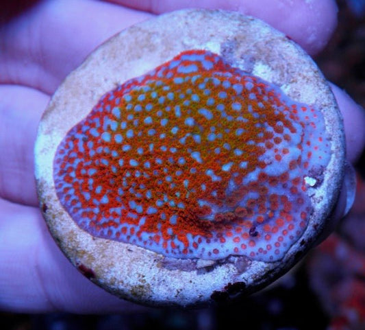 Aquaman Rainbow Montipora Coral Beginner SPS Encrusting Big - Reef Gardener