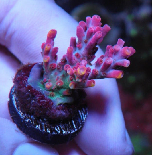 Awesome Vivid's Confetti Acropora Coral Reef Aquarium SPS - Reef Gardener
