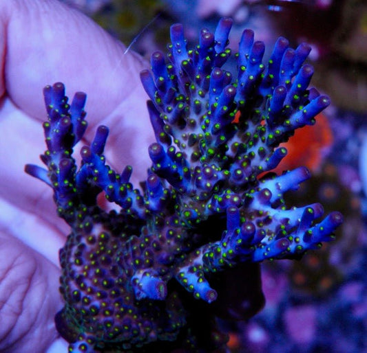 Bali Purple Bonsai Acropora valida - Reef Gardener