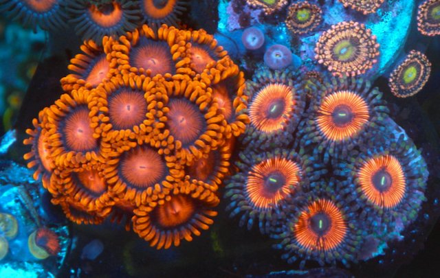 Bambam Orange Zoanthids Corals