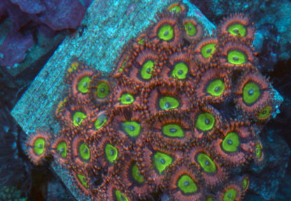Big Pink Hippo Chuckies Bride Zoanthids Coral

