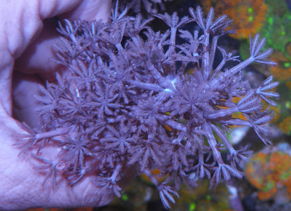 Big Pompom Xenia Coral