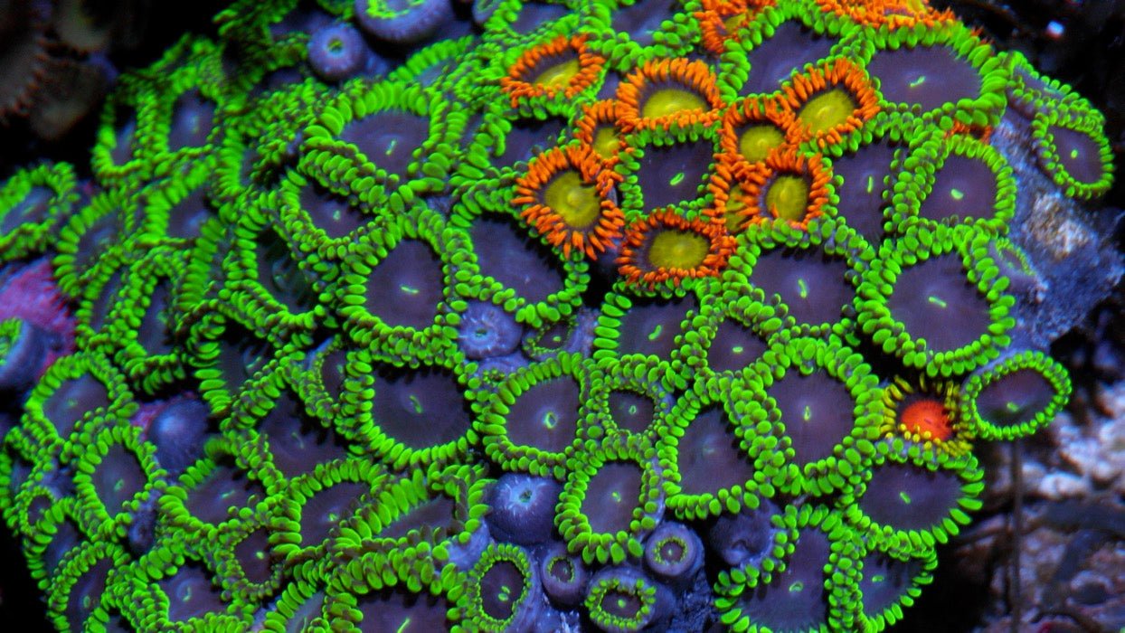Big Purple People Eater Zoanthids Coral Reef Aquarium Fish Tank - Reef Gardener