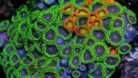 Big Purple People Eater Zoanthids Coral Reef Aquarium Fish Tank - Reef Gardener