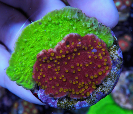 Big Reeftech Starburst and Ultra Toxic Montipora Capricornis - Reef Gardener