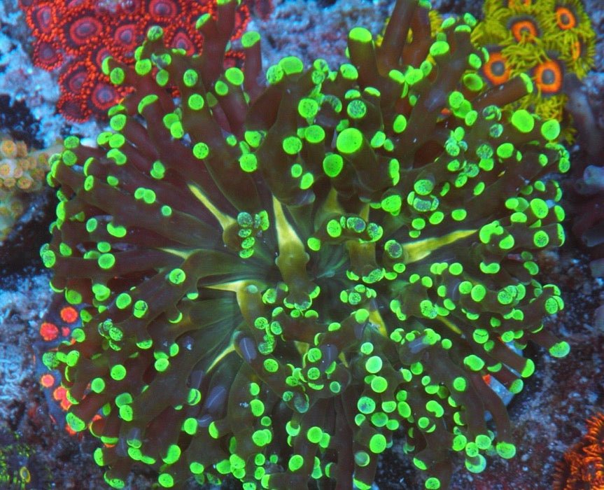 Big Space Invader Frogspawn LPS Coral Reef Saltwater Aquarium Euphyllia - Reef Gardener
