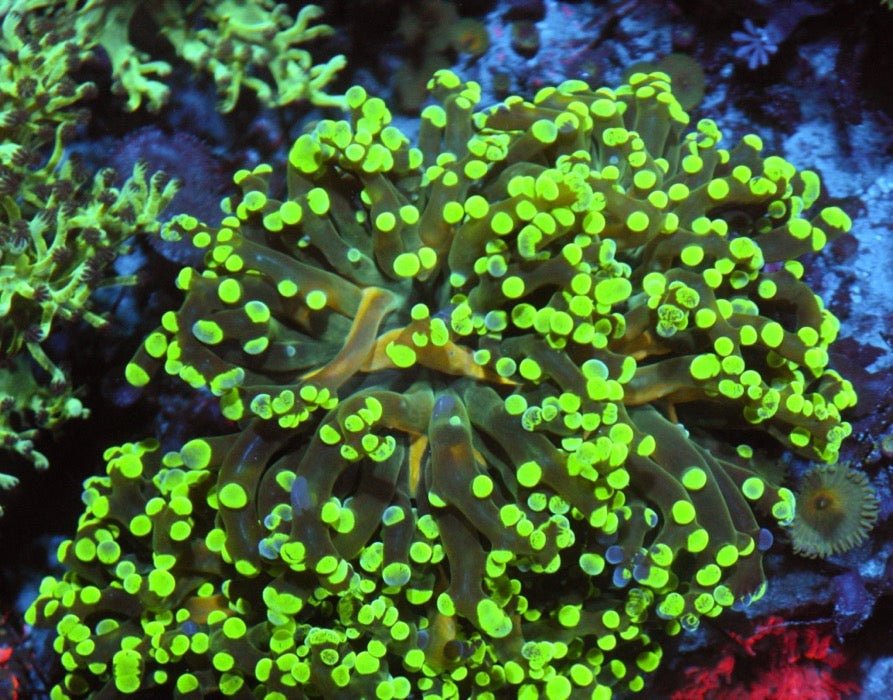 Big Space Invader Frogspawn LPS Coral Reef Saltwater Aquarium Euphyllia - Reef Gardener