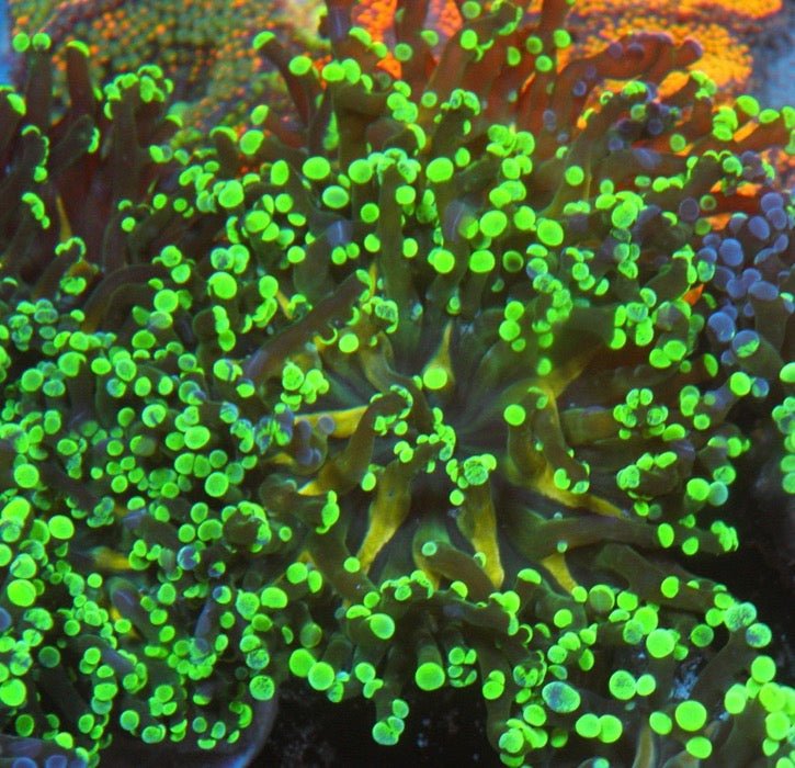 Big Space Invader Frogspawn LPS Coral Reef Saltwater Aquarium Euphyllia - Reef Gardener