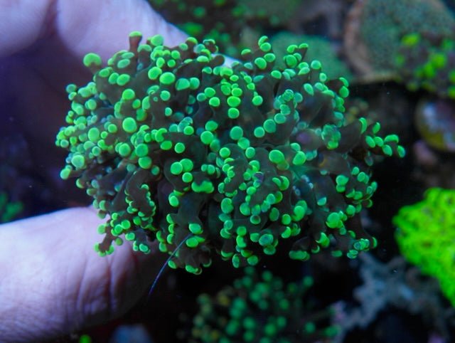 Big Space Invader Frogspawn LPS Coral Reef Saltwater Aquarium Euphyllia - Reef Gardener
