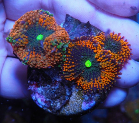 Blackhole Sun Tricolor Ricordea - Reef Gardener
