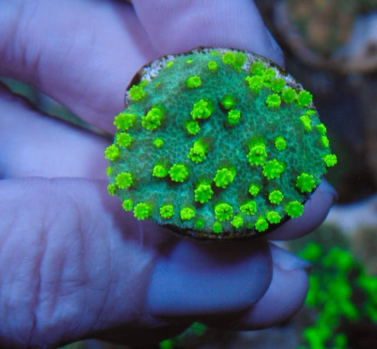 Bleeding Apple Astreopora Montiporina Coral Neon Green SPS Coral Reef 2 - Reef Gardener