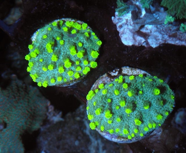 Bleeding Apple Astreopora Montiporina Coral