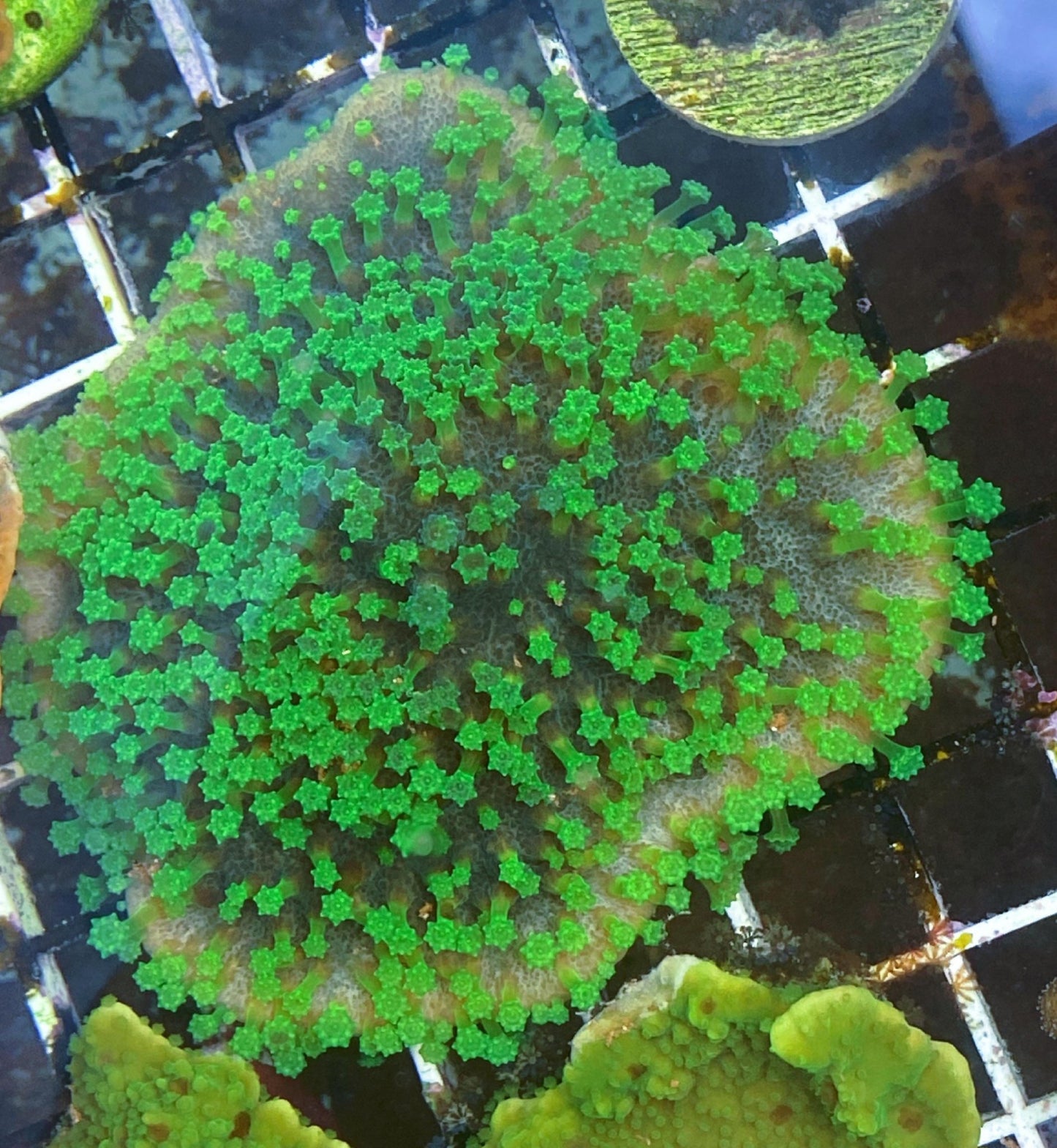 Bleeding Apple Astreopora Montiporina Coral