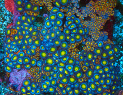Blue AOI Zoanthids Coral Reef Aquarium Saltwater Fish Tank - Reef Gardener
