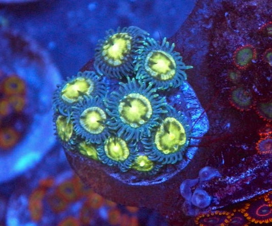 Blue Dream Vice Zoanthids Zoa Coral Reef Aquarium Saltwater - Reef Gardener