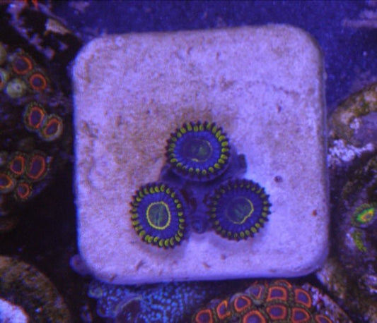 Blue Hornet Zoanthids Coral Reef Saltwater Aquarium - Reef Gardener
