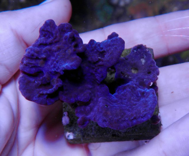 Blue Layercake Sponge Photosynthetic Coral Reef Aquarium Seahorse