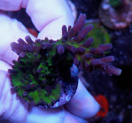 Blue Miyagi Acropora Tortuosa Coral SPS - Reef Gardener