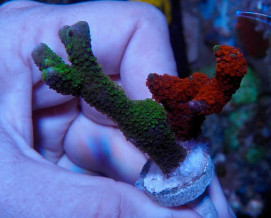 Bubblegum & Neon Green Montipora Digitata - Reef Gardener