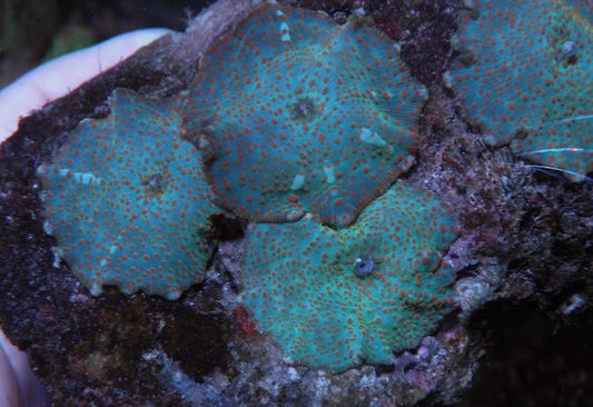Caribbean Sunset Discosoma Mushrooms Coral Reef Saltwater Aquarium - Reef Gardener