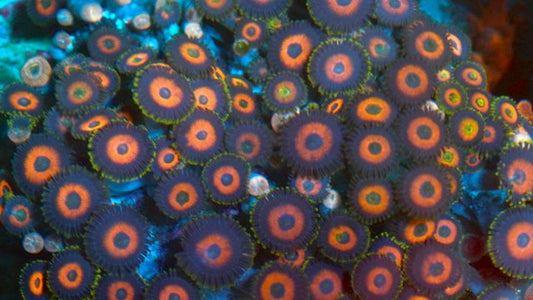 Cherry Bomb Fiji Dragon Eyes Zoanthids