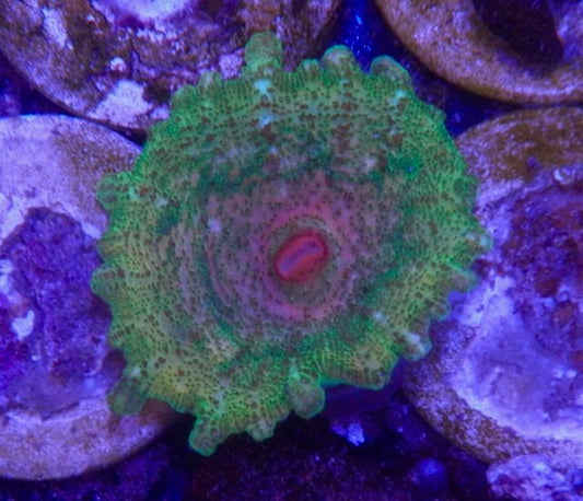 Cherry Limeade Rainbow Discosoma Neglecta Umbrella Mushroom Saltwater Aquarium - Reef Gardener
