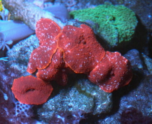 Cherry Snow Red Discosoma Mushrooms Aquarium Softy Beginner 2 - Reef Gardener
