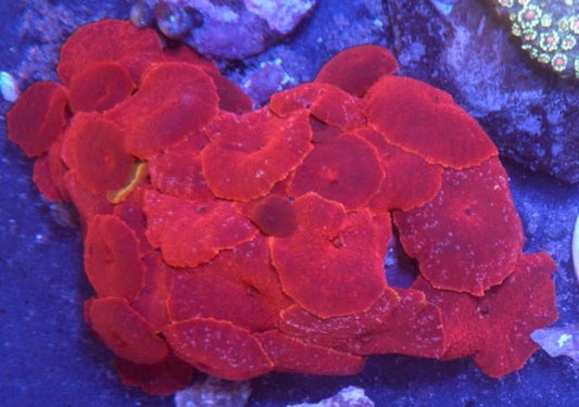 Cherry Snow Red Discosoma Mushrooms Aquarium Softy Beginner - Reef Gardener