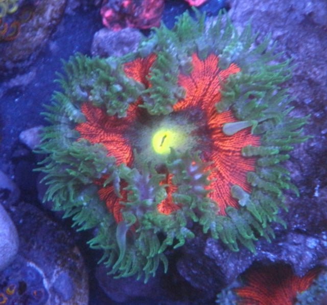 Chili Pepper Red Flower Anemone Coral Reef Aquarium Tank Fish - Reef Gardener